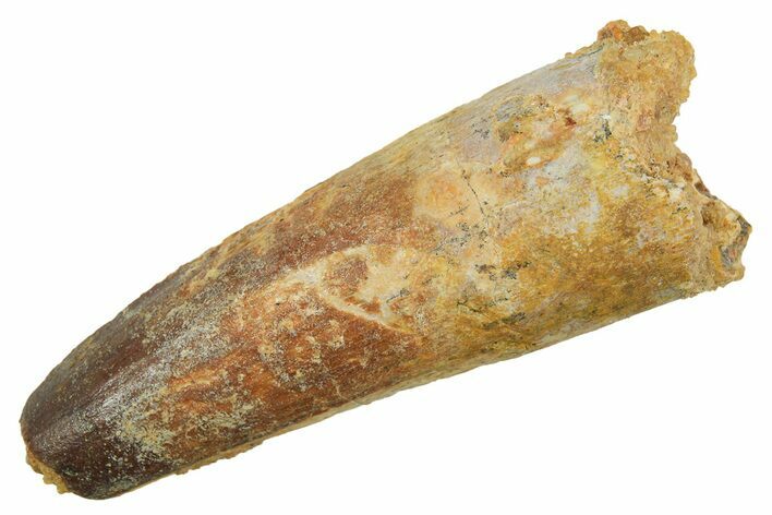 Fossil Spinosaurus Tooth - Feeding Worn Tip #298079